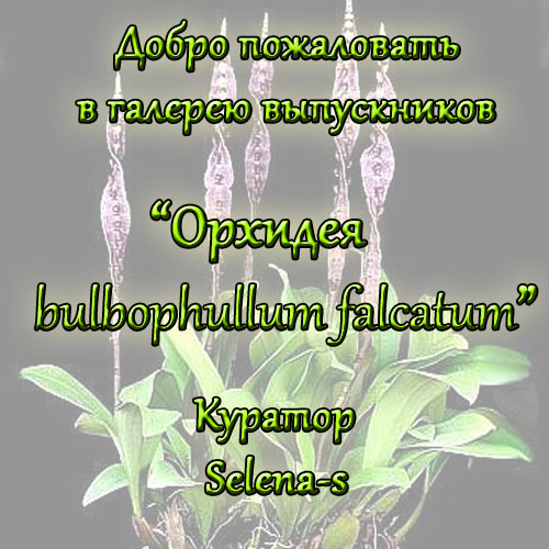 Галерея выпускников Орхидея Bulbophullum falcatum 5988313ee788d53f9ed3d86f5f3c9e0b