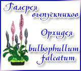 Галерея выпускников Орхидея Bulbophullum falcatum 8e06ab4b9ebe6c0c8b76b39e88294ad9