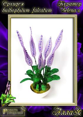 Галерея выпускников Орхидея Bulbophullum falcatum _68794cfd9e69b6a47d957e0494c11edc